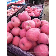 FUJI Apple From China High Quality